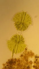 Micrasterias rotata