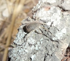 Lacinius horridus