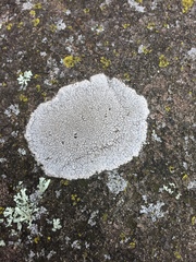 Circinaria caesiocinerea