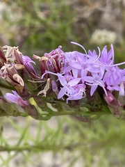Liatris chapmanii