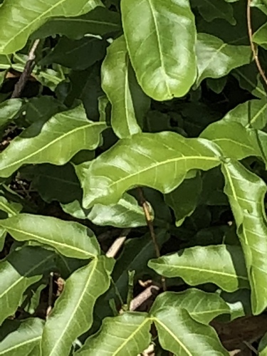 Melicoccus bijugatus - Leaves
