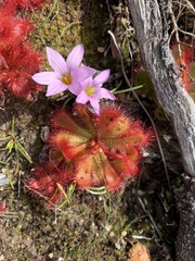 Drosera