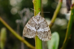 Hydriomena impluviata