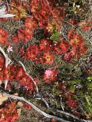 Drosera