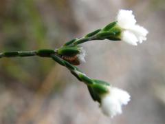 Lachnaea greytonensis
