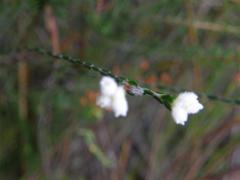 Lachnaea greytonensis