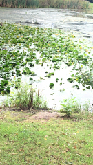 Nelumbo lutea