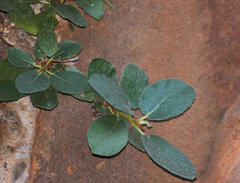 Ficus glumosa