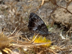 Hipparchia neomiris