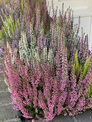 Calluna