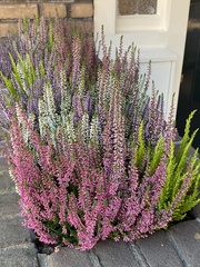 Calluna