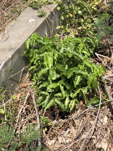 Melicoccus bijugatus - Whole tree