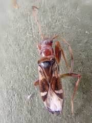 Slaterobius insignis