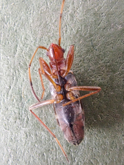 Slaterobius insignis