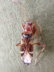 Slaterobius insignis
