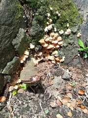 Fungi