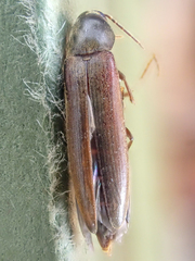 Serropalpus