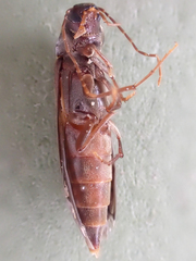 Serropalpus