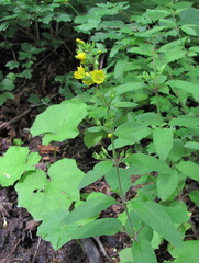 Lysimachia verticillaris