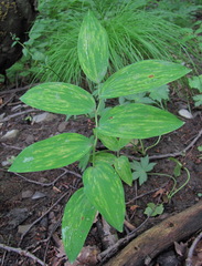 Polygonatum glaberrimum