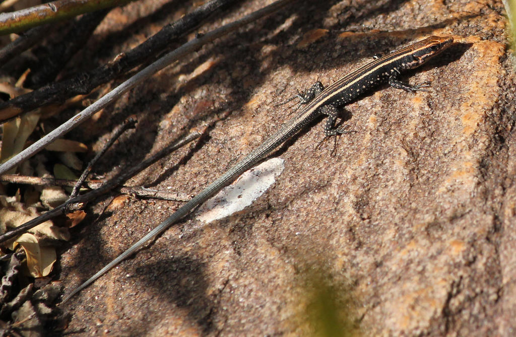 Soutpansberg Rock Lizard
