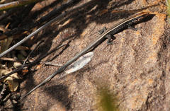 Soutpansberg Rock Lizard photo 1