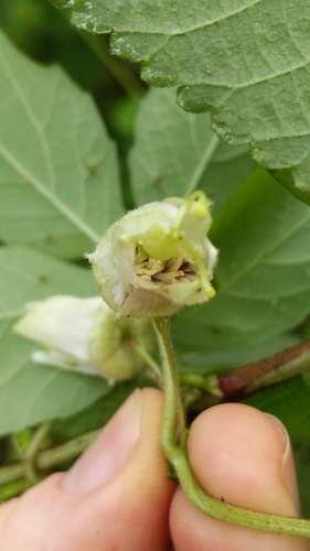Image of Passiflora bryonioides by (c) Alan Rockefeller, some rights reserved (CC BY)