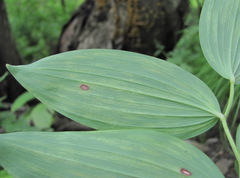 Polygonatum glaberrimum