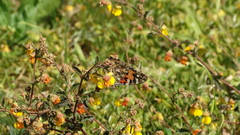 Hermannia multiflora