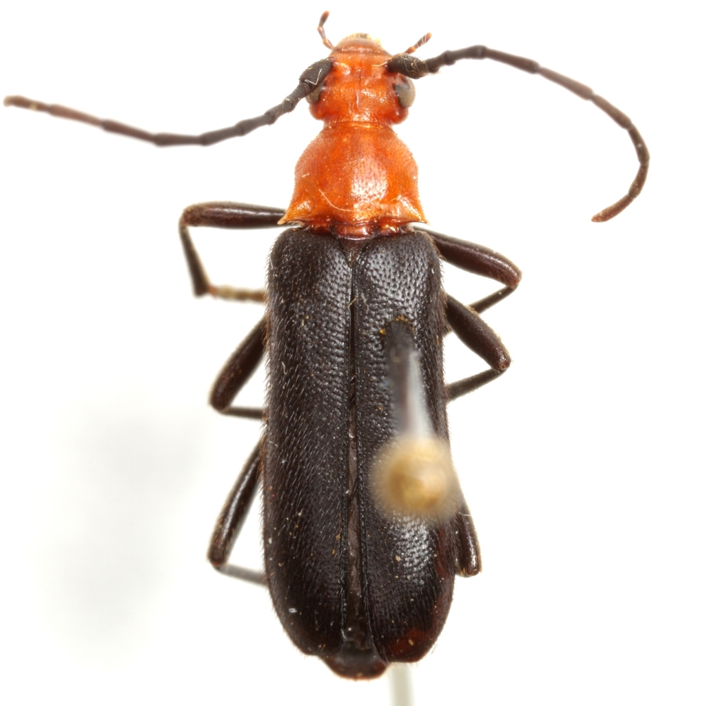 Charisalia americana