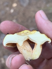 Suillus kaibabensis