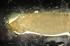 Doryteuthis opalescens