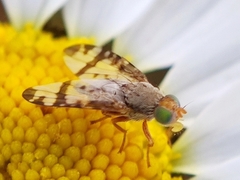 Sphenella marginata