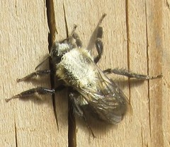 Osmia bucephala