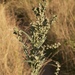 Atriplex oblongifolia - Photo (c) Alexander Baransky, algunos derechos reservados (CC BY-NC), subido por Alexander Baransky