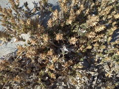 Crucianella maritima