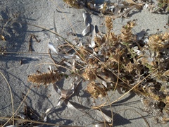 Crucianella maritima