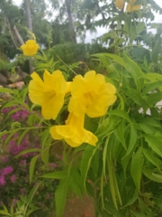 Tecoma stans