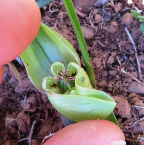 Cape White Men-in-a-Boat (Subspecies Colchicum capense capense ...