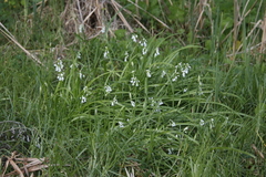 Allium triquetrum