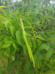 Tecoma stans