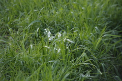 Allium triquetrum