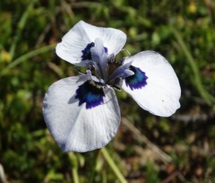 Moraea aristata