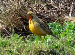 Macronyx capensis colletti