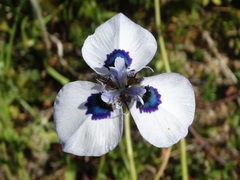 Moraea aristata