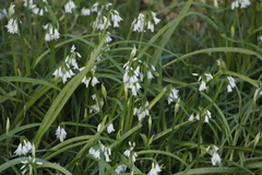 Allium triquetrum