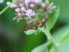 Pyrausta aurata
