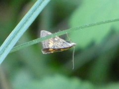 Pyrausta aurata
