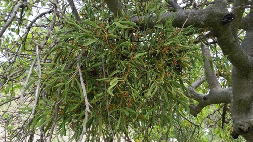 Phoradendron carneum, photograph 5