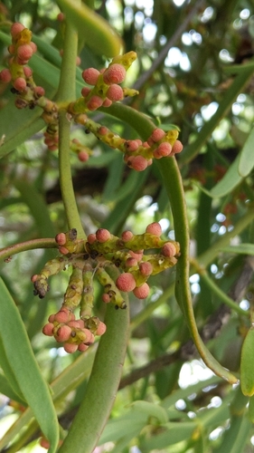 Phoradendron carneum, photograph 6